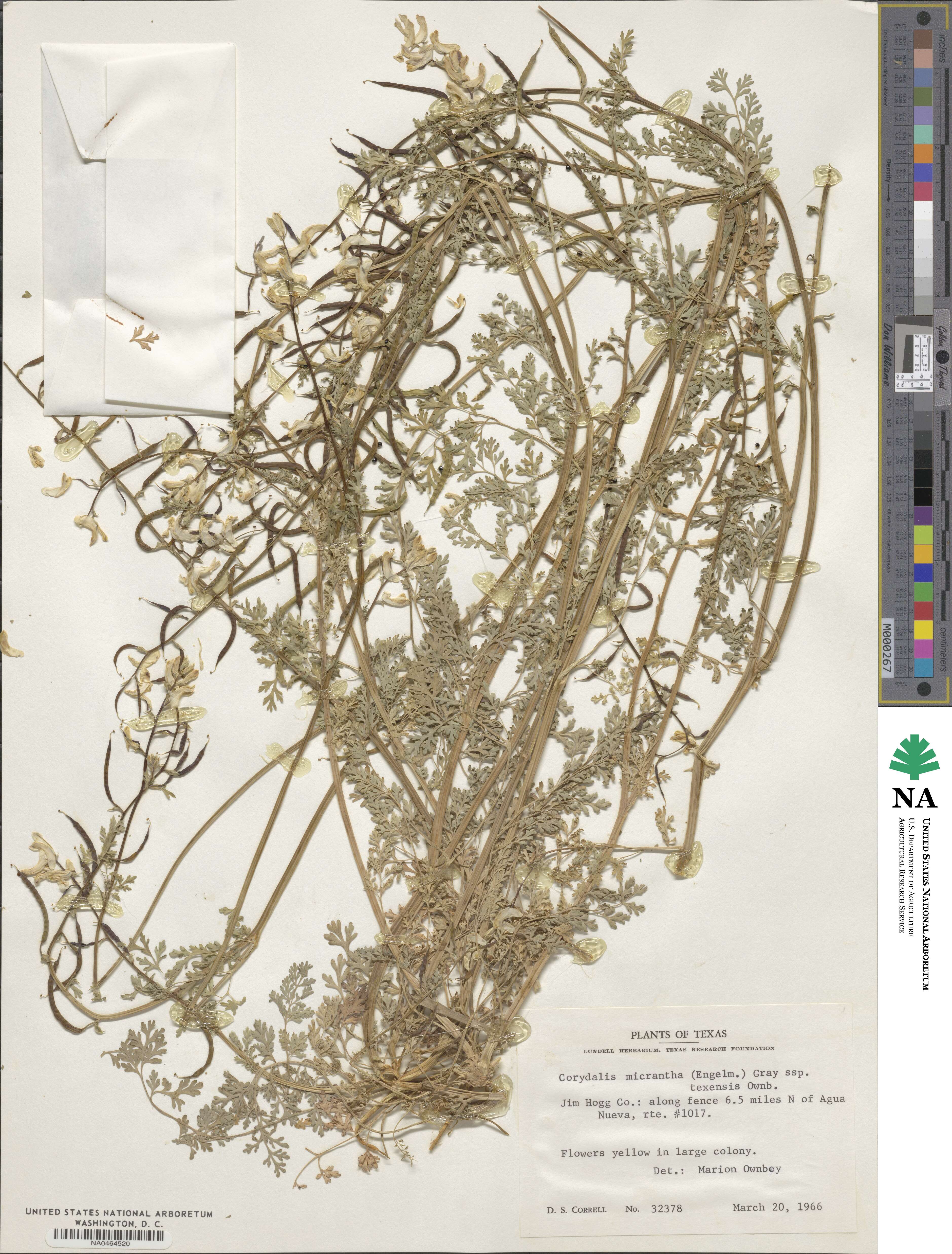 Corydalis micrantha subsp. texensis image