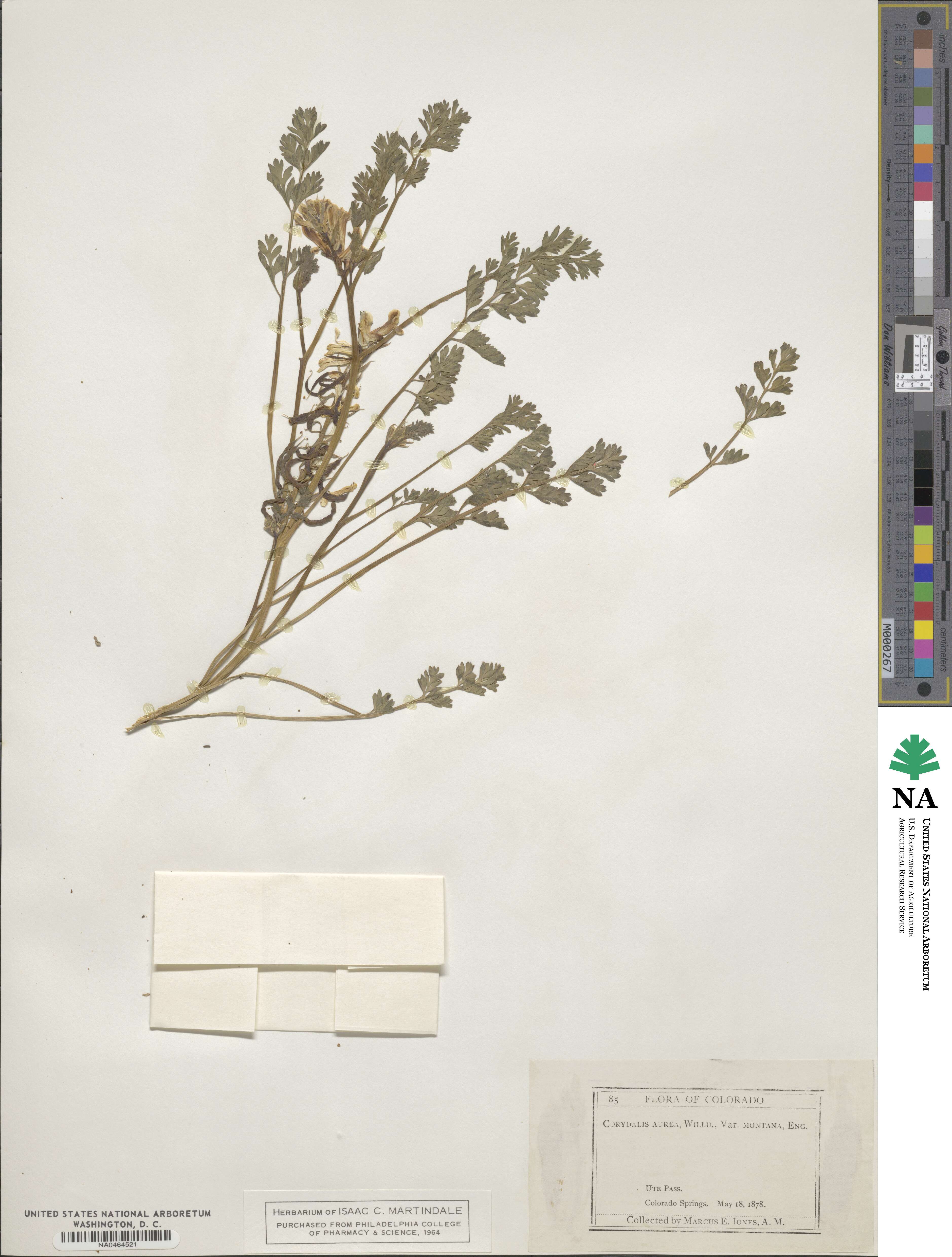 Corydalis curvisiliqua image
