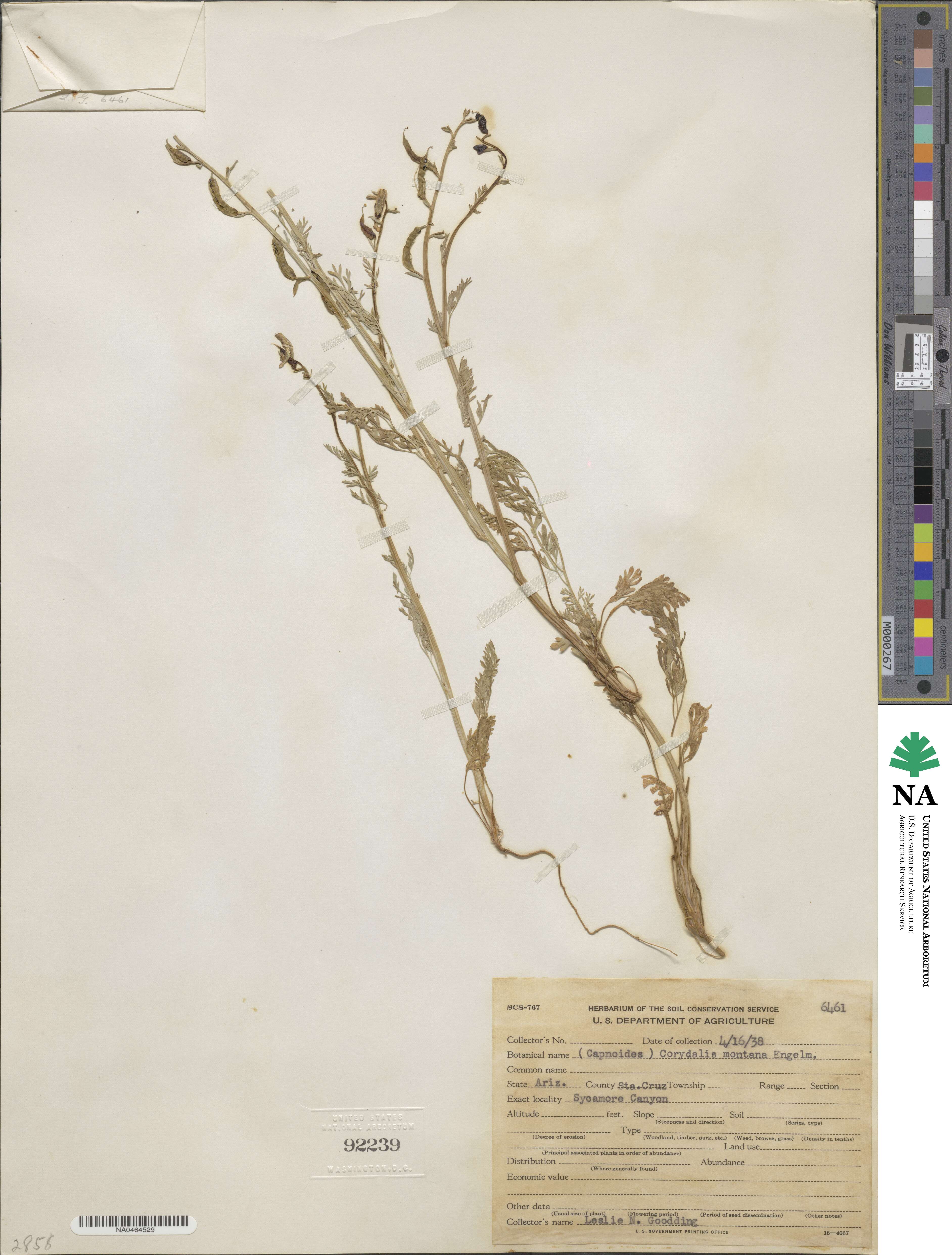 Corydalis curvisiliqua subsp. occidentalis image