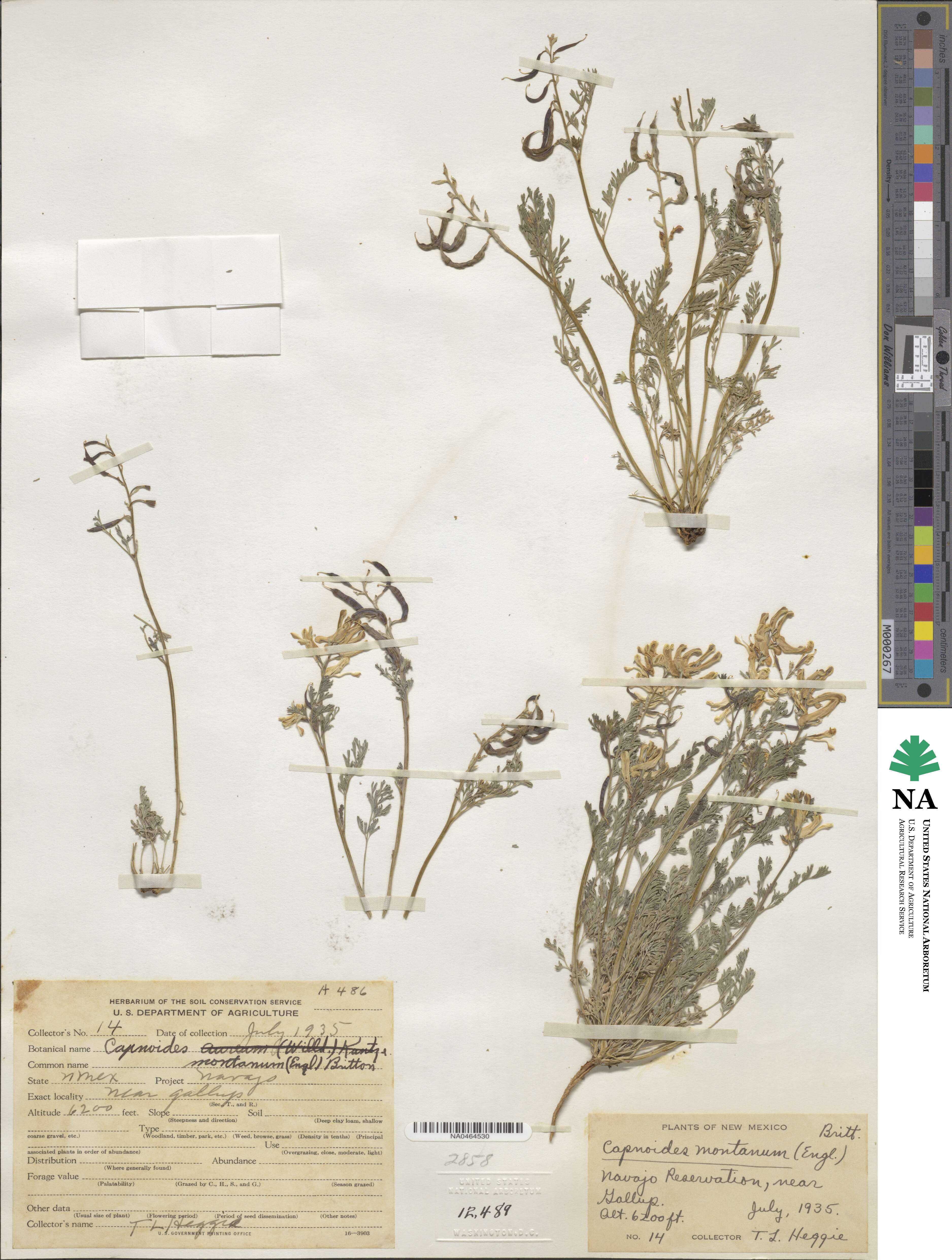 Corydalis curvisiliqua subsp. occidentalis image