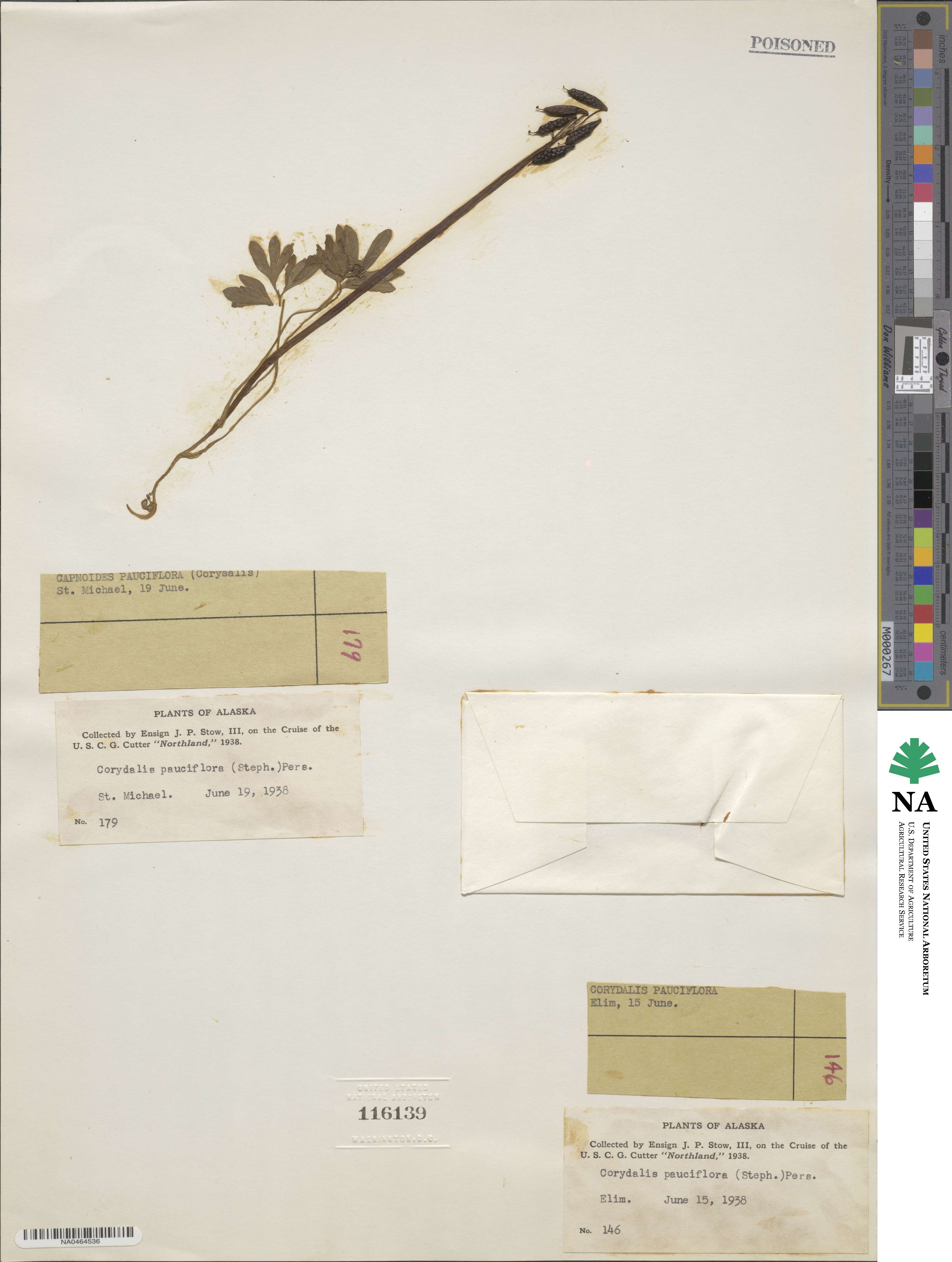 Corydalis pauciflora image