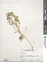 Corydalis aurea image