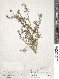 Corydalis aurea image