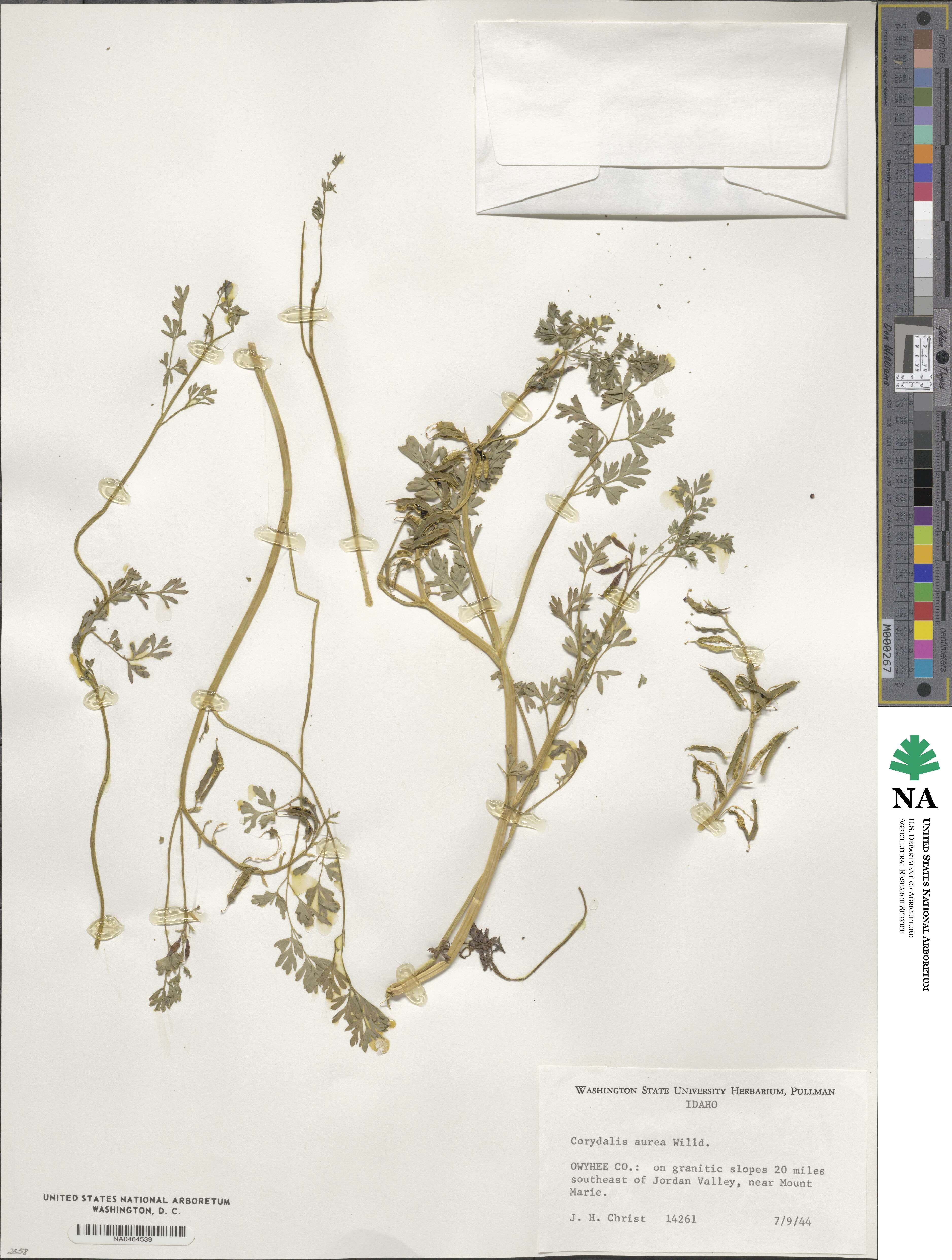 Corydalis aurea image