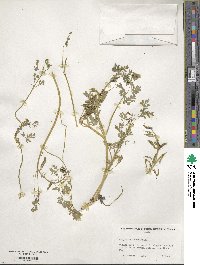 Corydalis aurea image