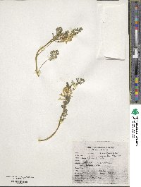 Corydalis aurea image