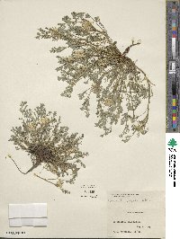 Corydalis aurea image