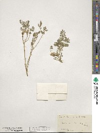 Corydalis aurea image