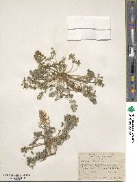 Corydalis aurea image