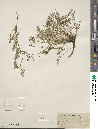 Corydalis aurea image