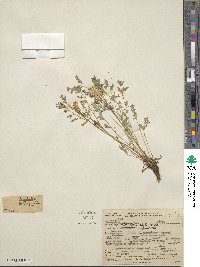 Corydalis aurea image