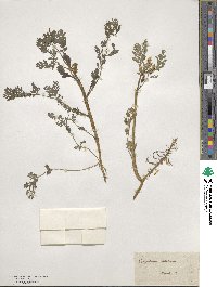 Corydalis aurea image