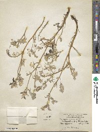 Corydalis aurea image