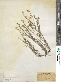 Corydalis aurea image