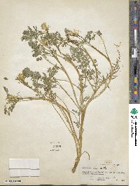 Corydalis aurea image