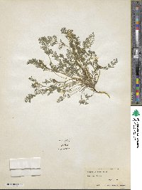 Corydalis aurea image