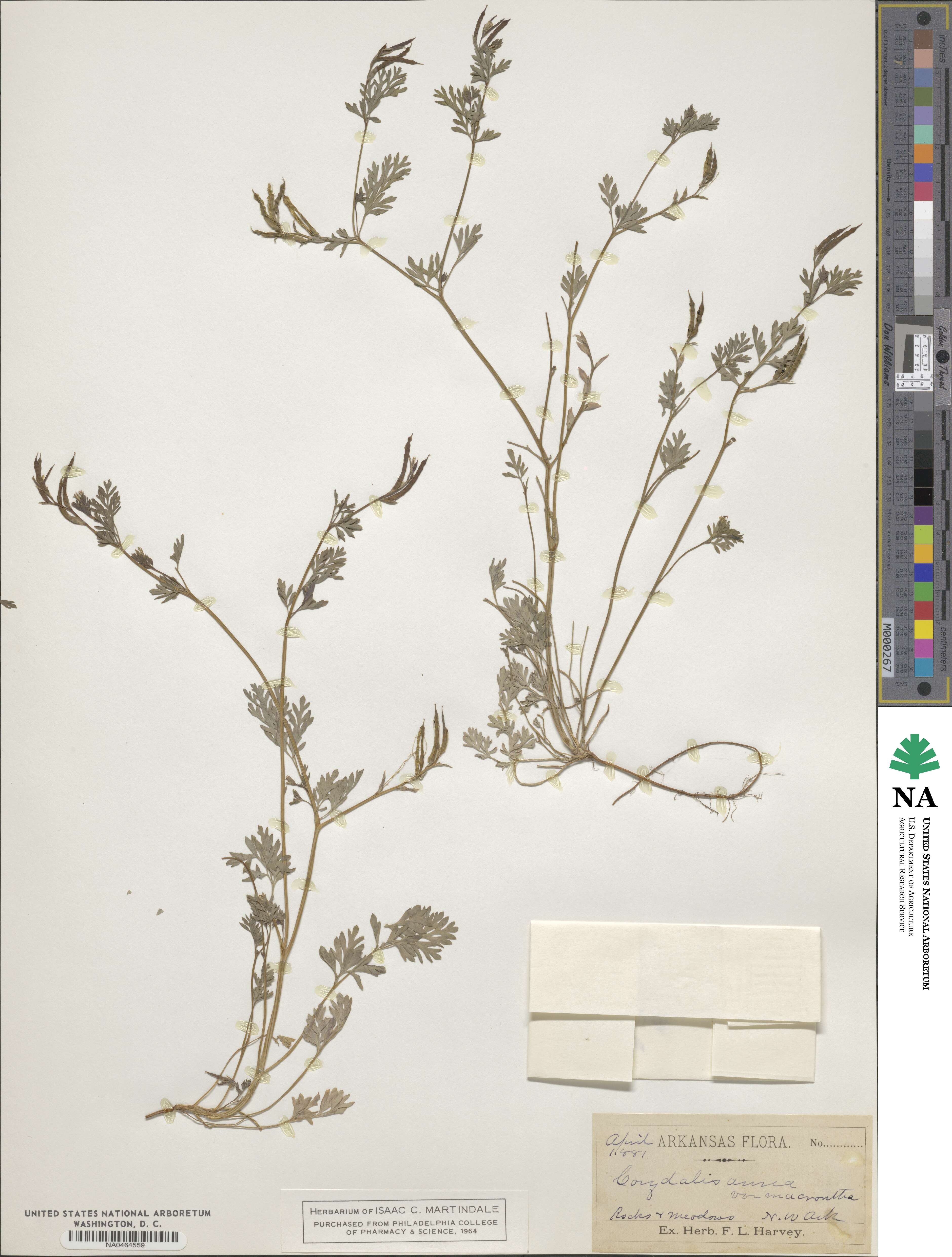 Corydalis aurea image
