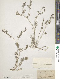 Corydalis aurea image