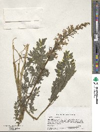 Image of Corydalis caseana