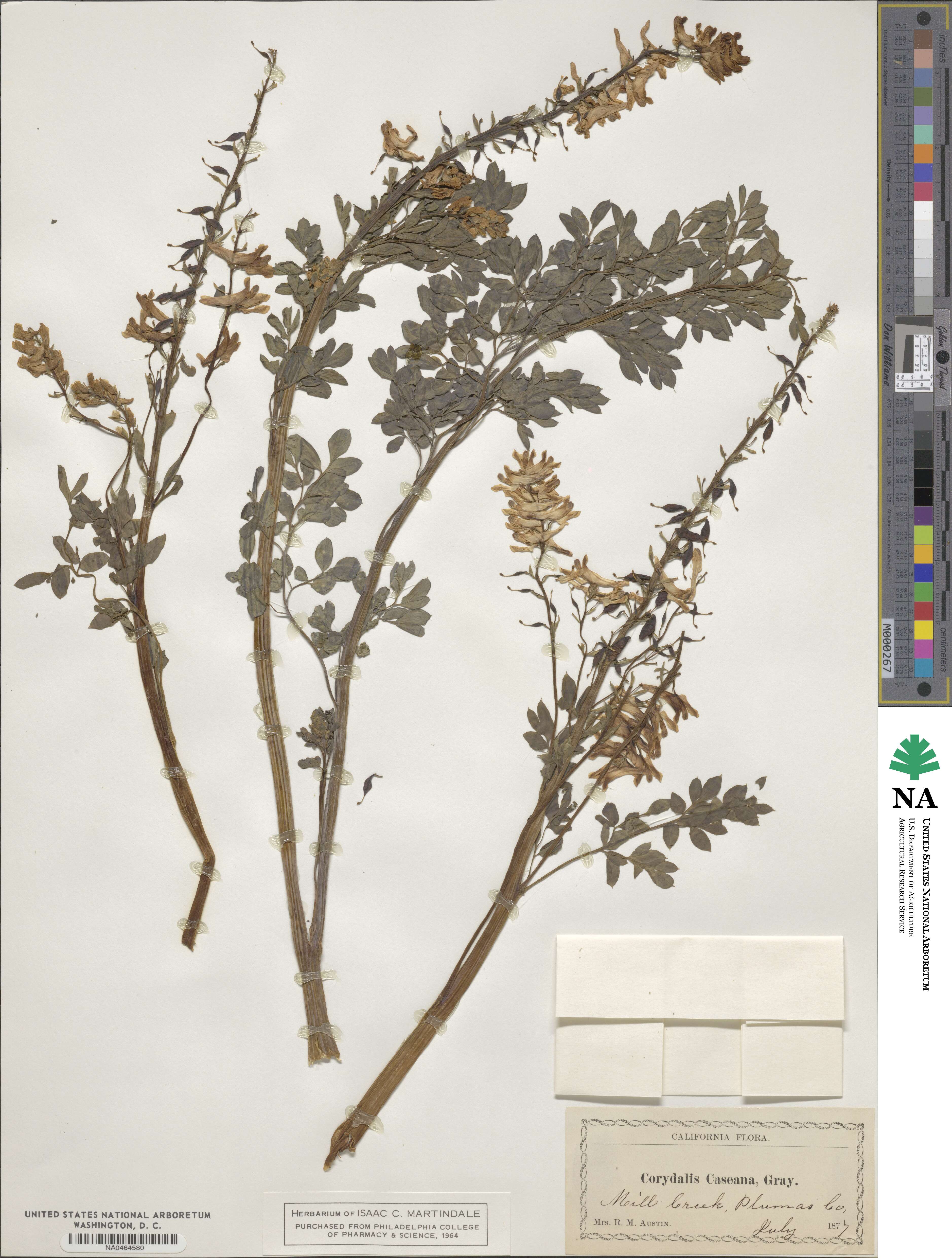 Corydalis caseana image