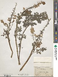 Corydalis caseana image