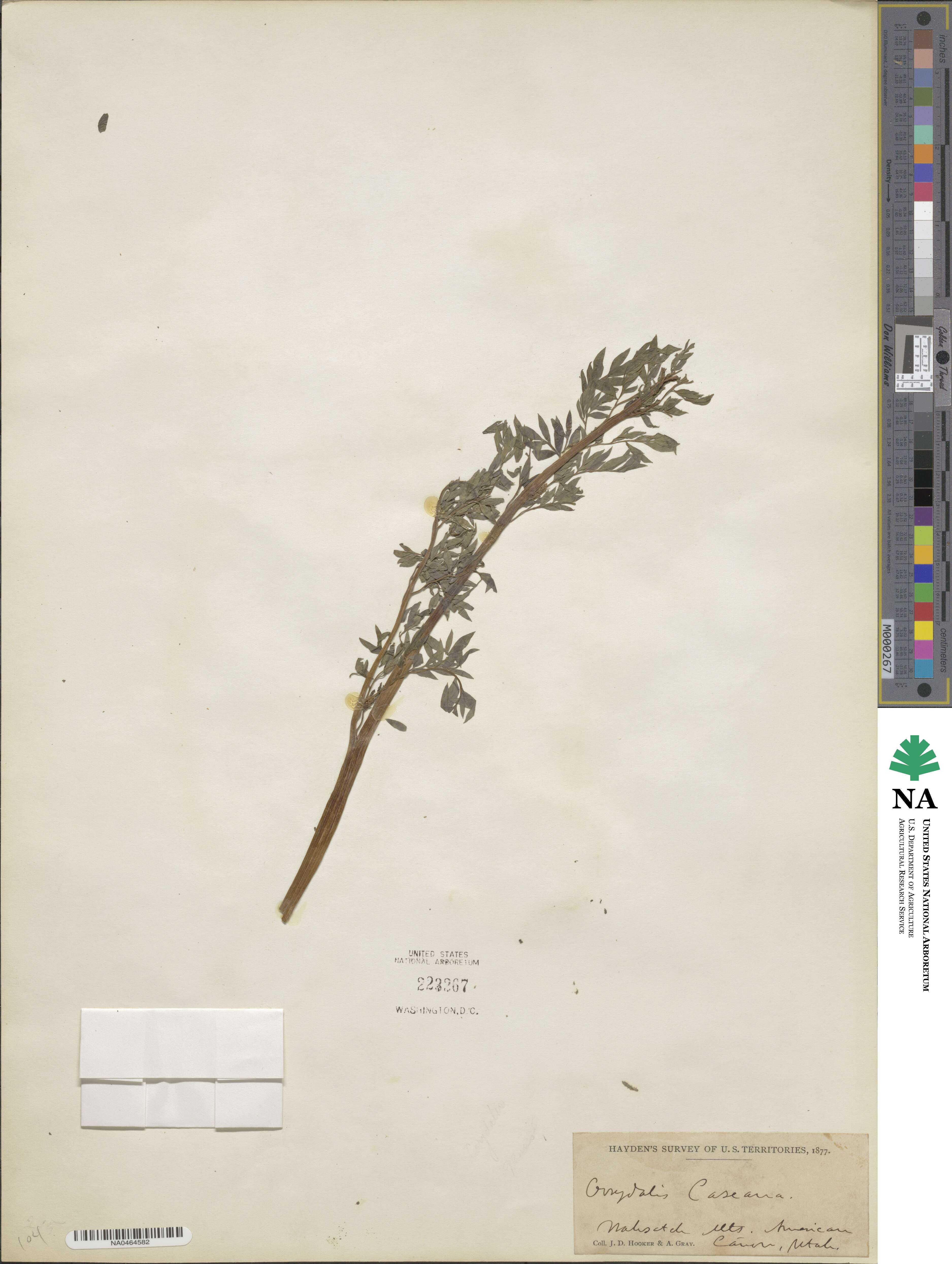 Corydalis caseana image