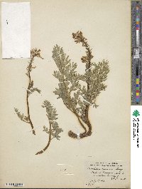 Corydalis caseana image