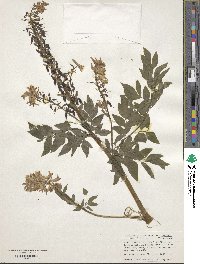 Corydalis caseana image