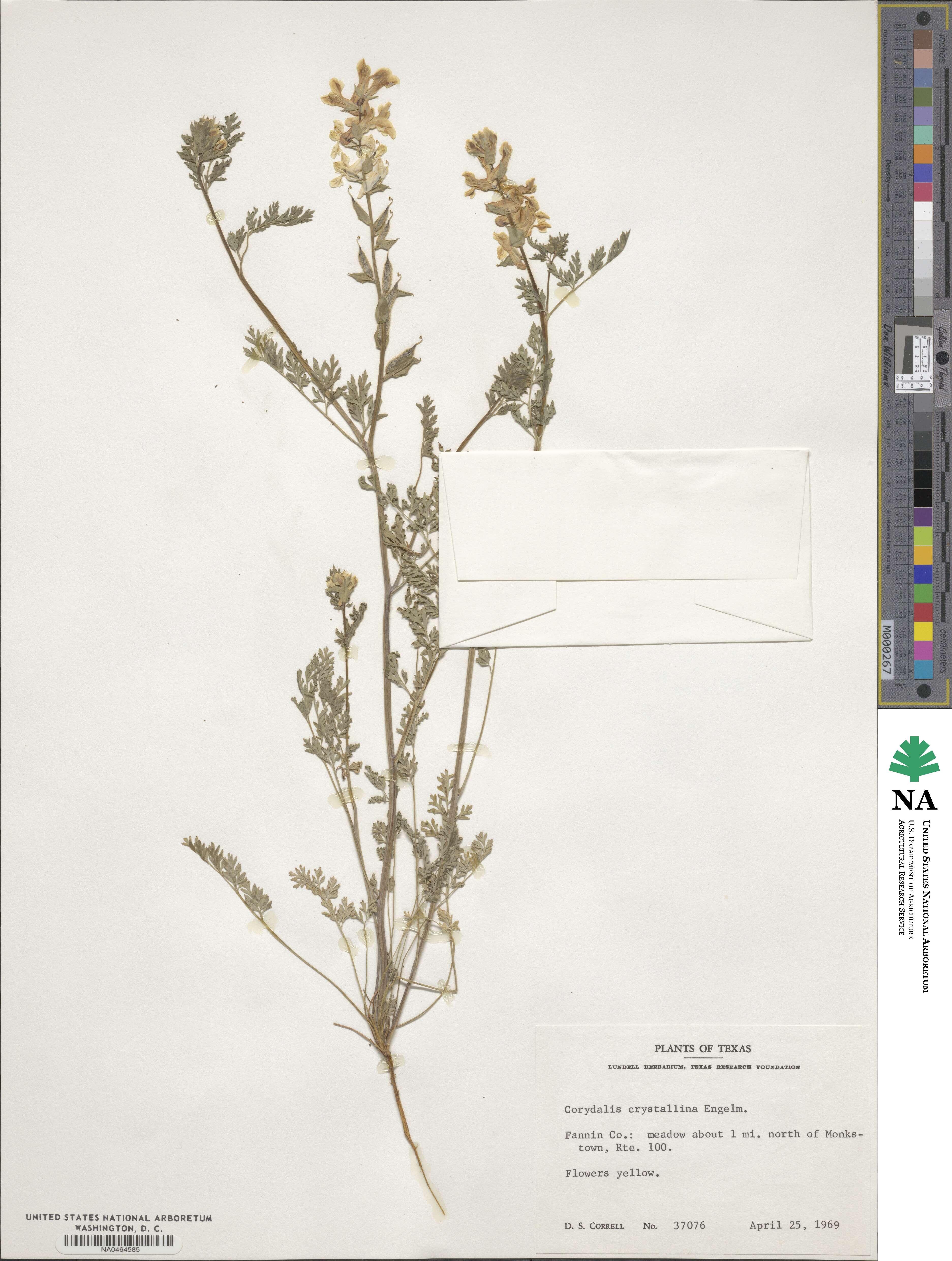 Corydalis crystallina image
