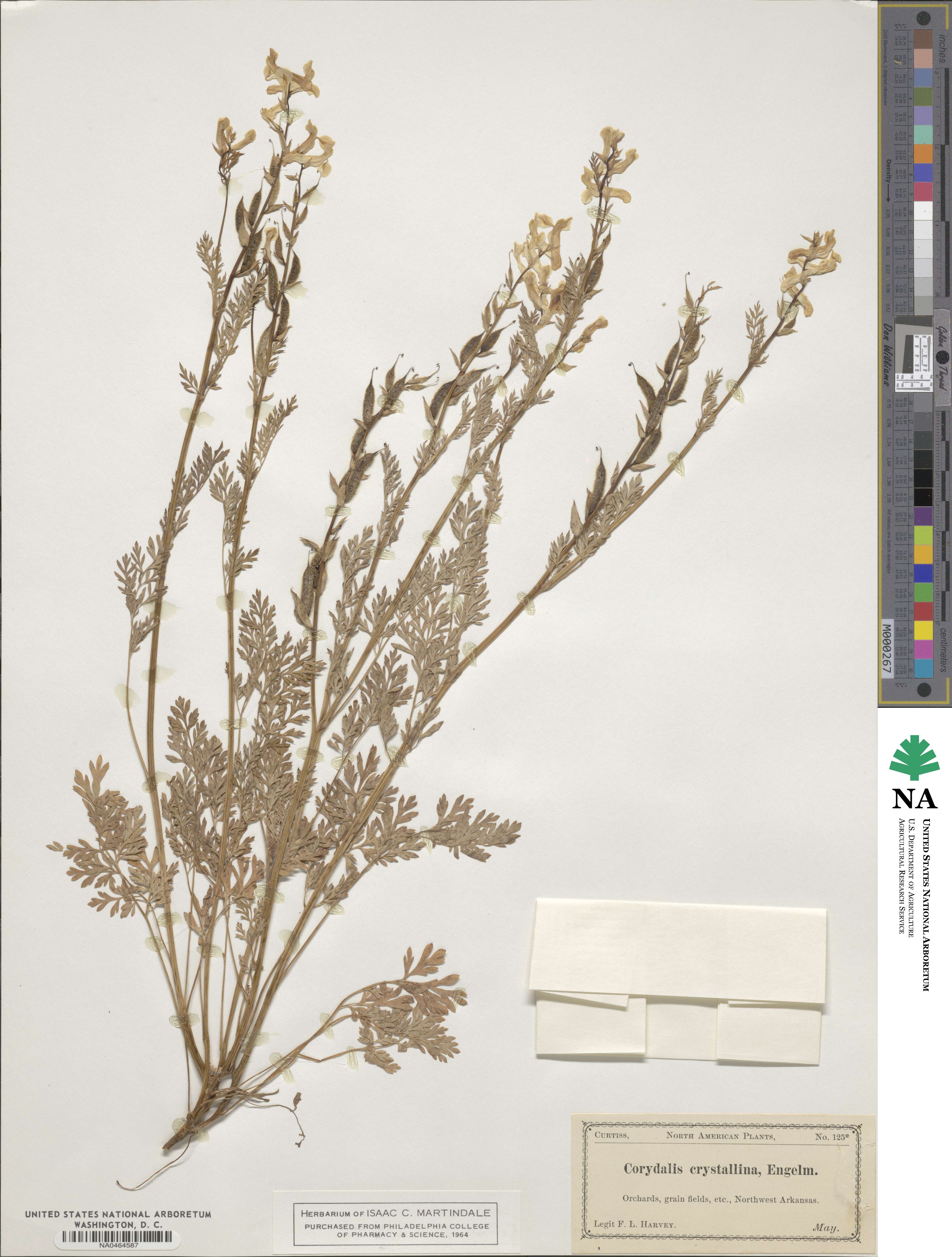 Corydalis crystallina image