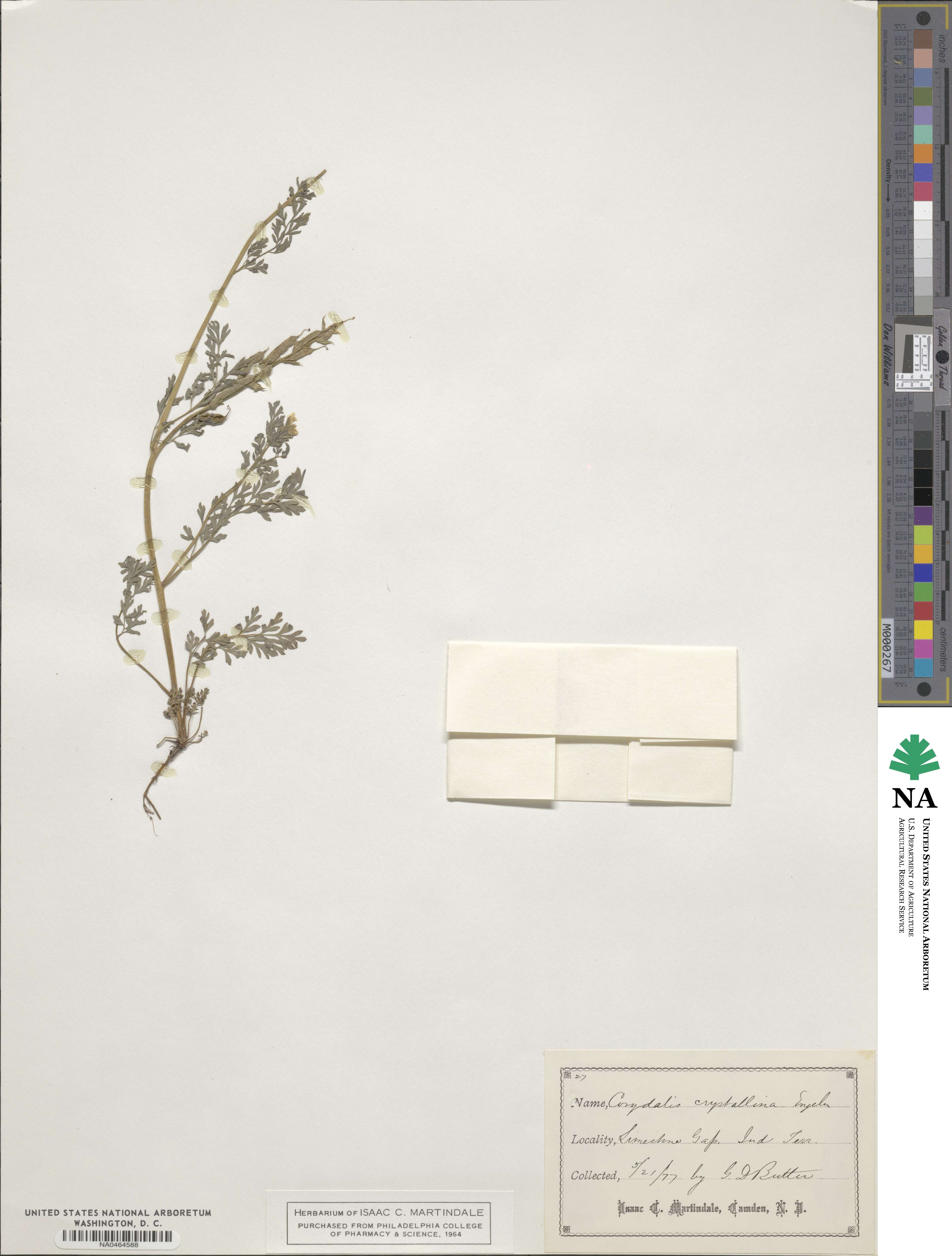 Corydalis crystallina image