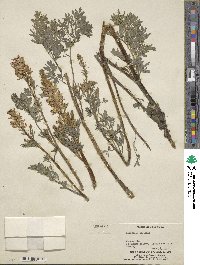 Corydalis caseana image