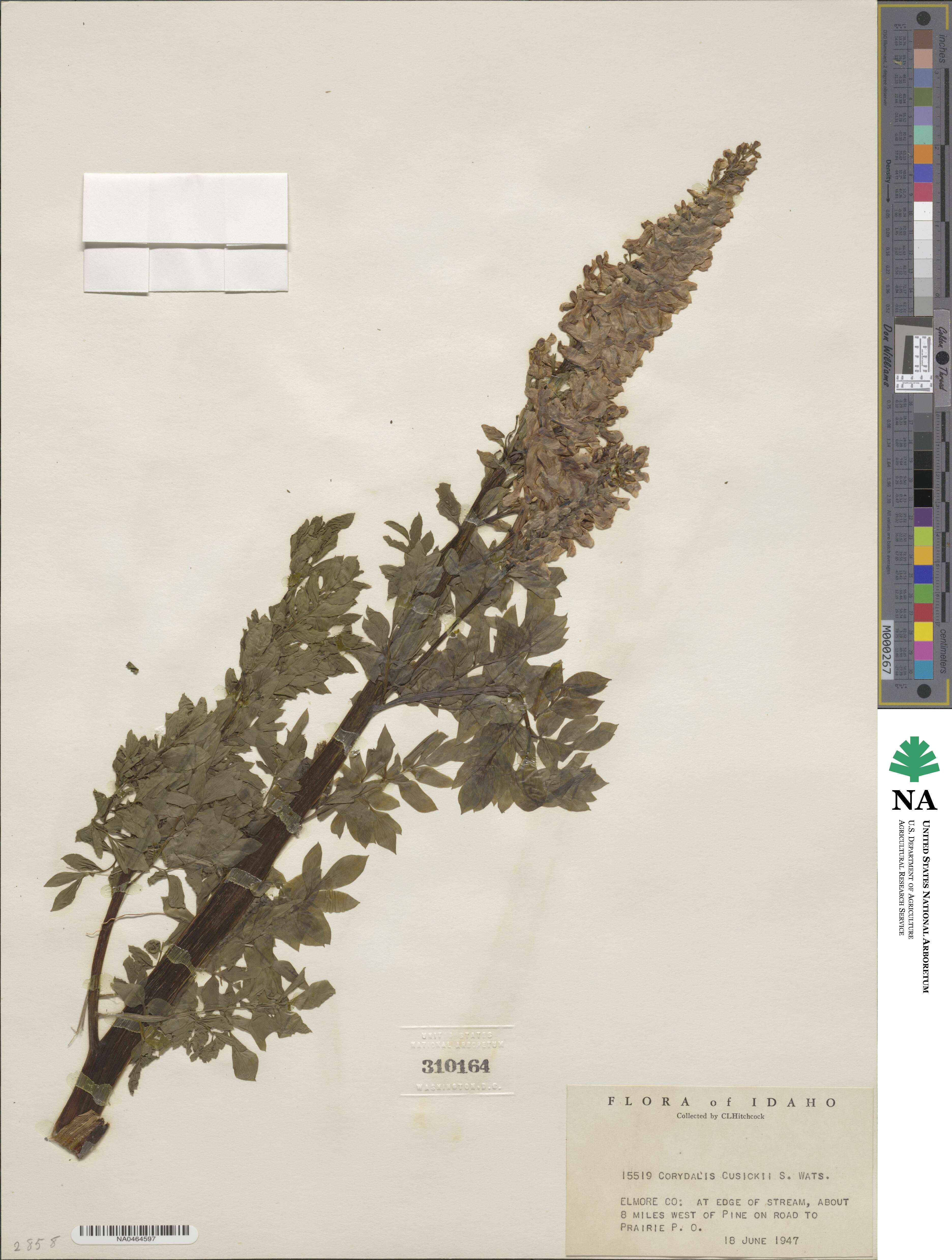 Corydalis caseana subsp. cusickii image
