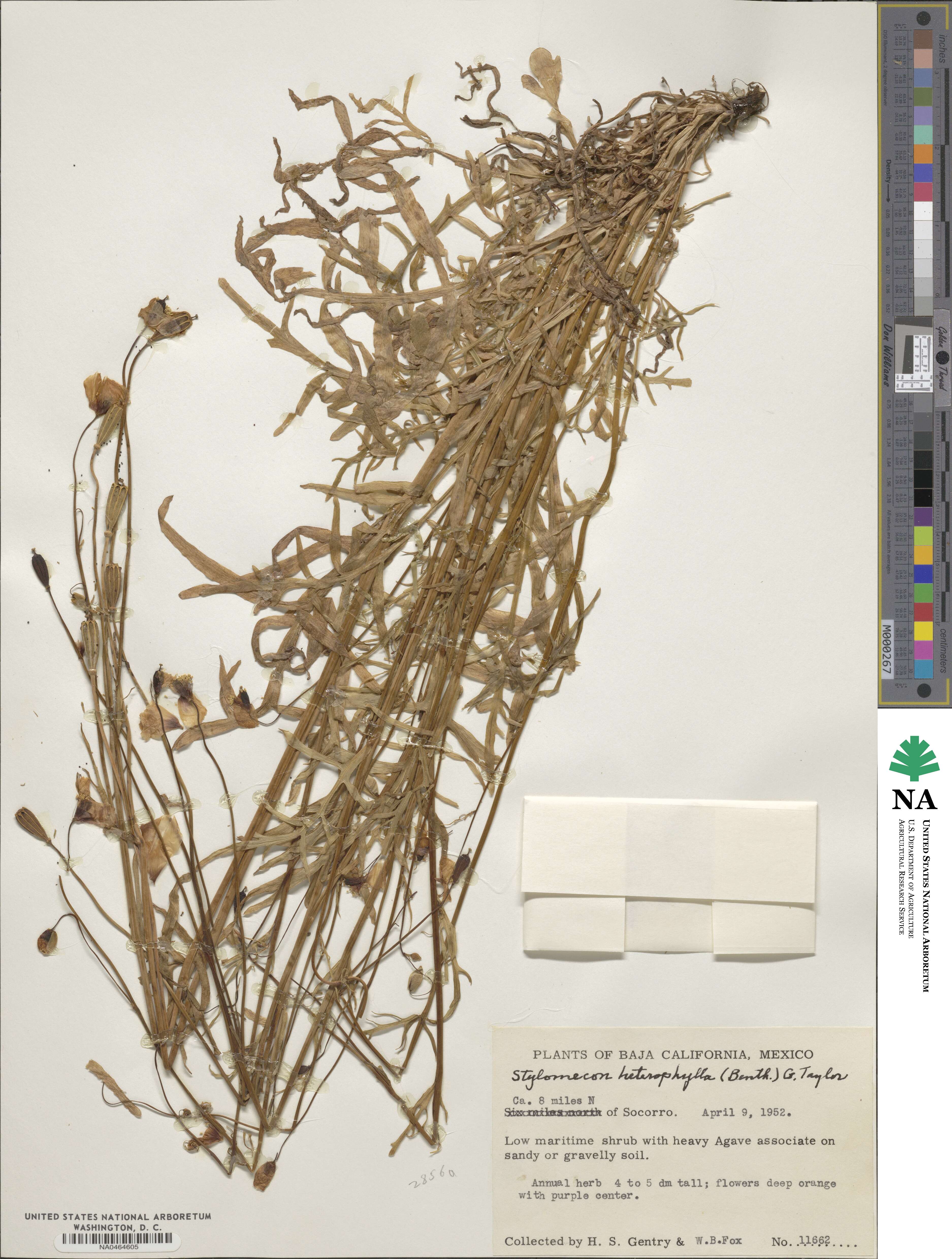 Stylomecon heterophylla image