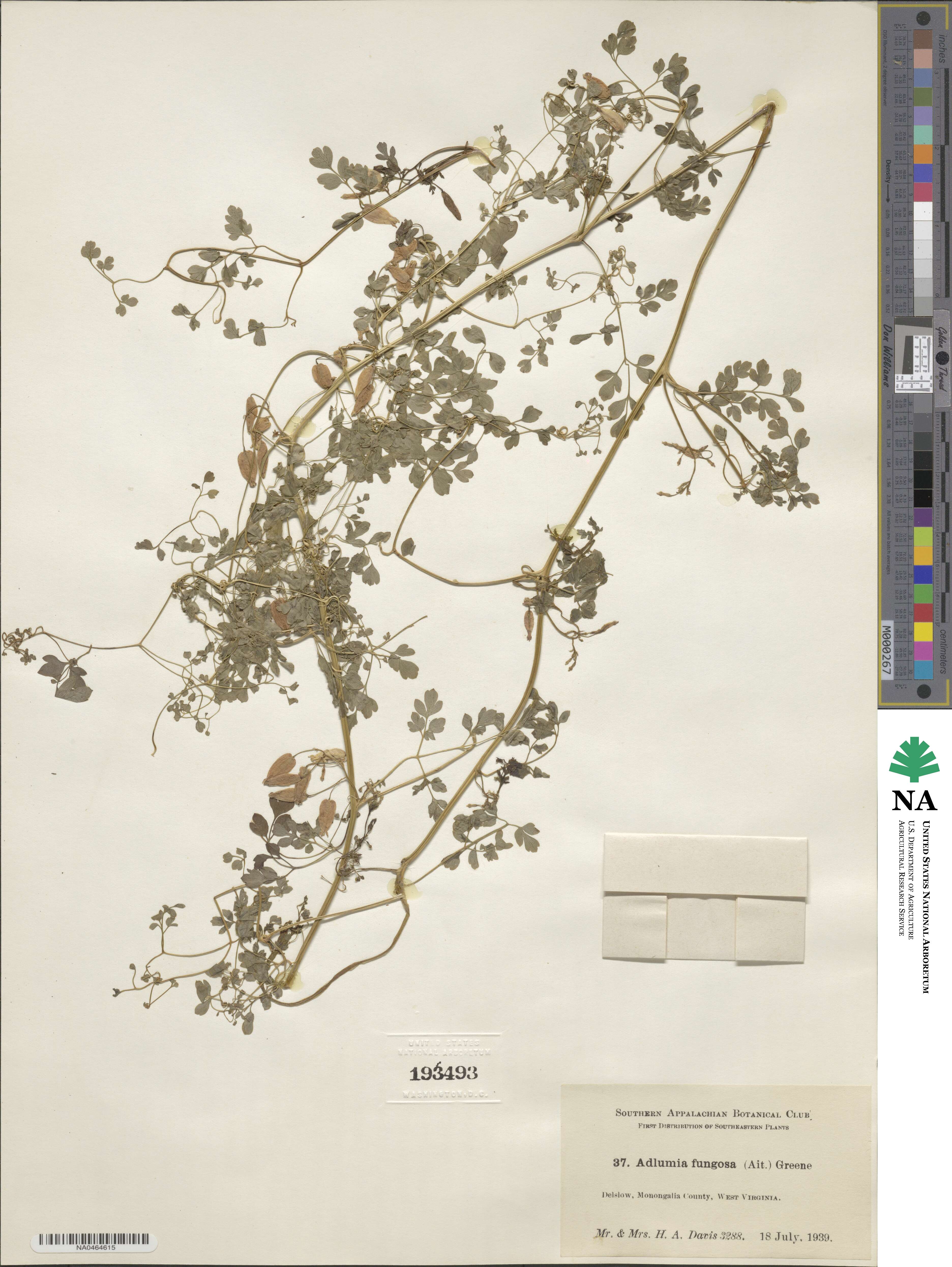 Adlumia fungosa image