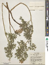 Corydalis caseana image