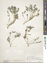 Corydalis aurea image