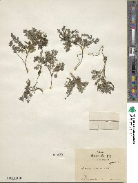 Corydalis aurea image