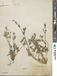 Corydalis aurea image