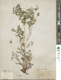 Corydalis aurea image