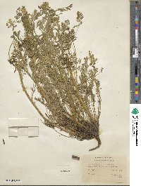 Corydalis aurea image