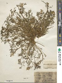 Corydalis aurea image