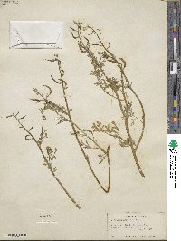 Corydalis aurea image