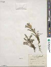 Corydalis aurea image