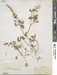 Corydalis aurea image