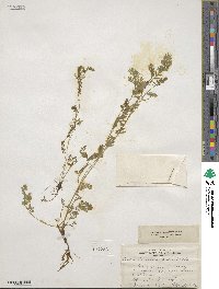 Corydalis aurea image