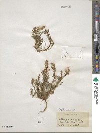 Corydalis aurea image