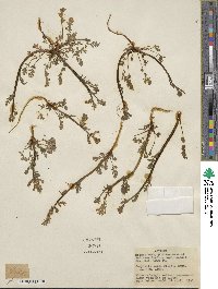 Corydalis aurea image