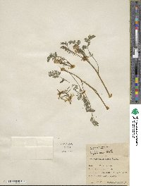 Corydalis aurea image