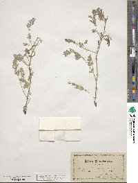 Corydalis aurea image